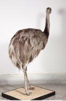 Emus body photo reference 0061